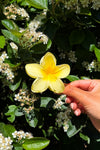 Plumeria Bisou Big Yellow